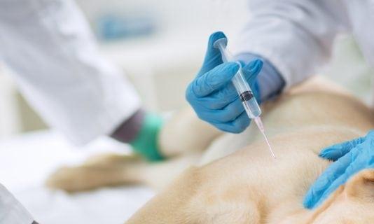 Sacrificar animais: entenda a eutanásia nos bichinhos